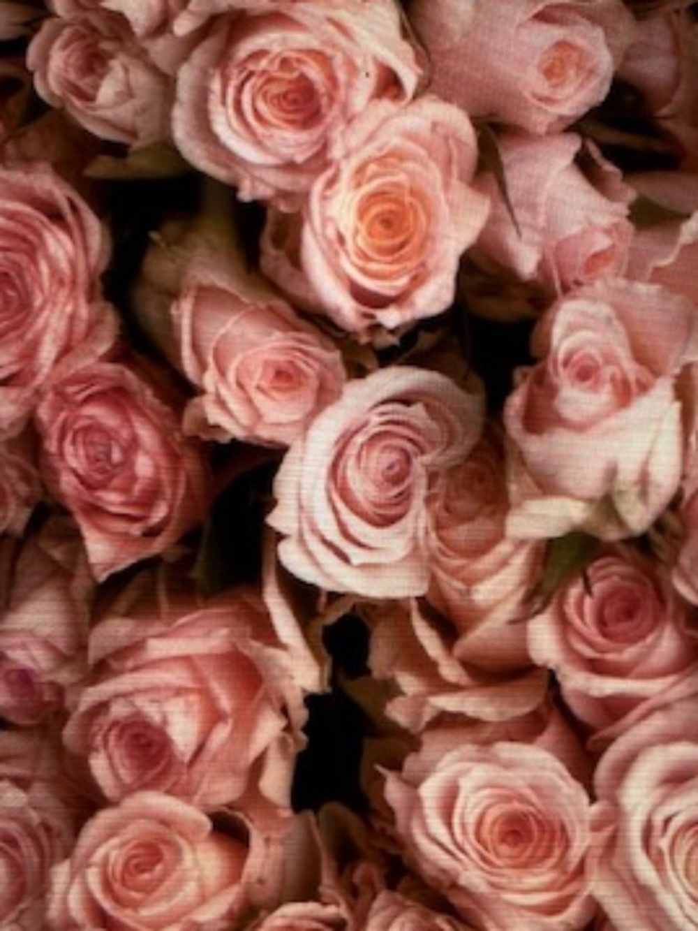 Happy Poshing! - Picture 3 of 13